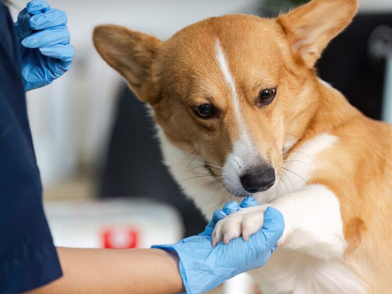 Clínica Veterinaria